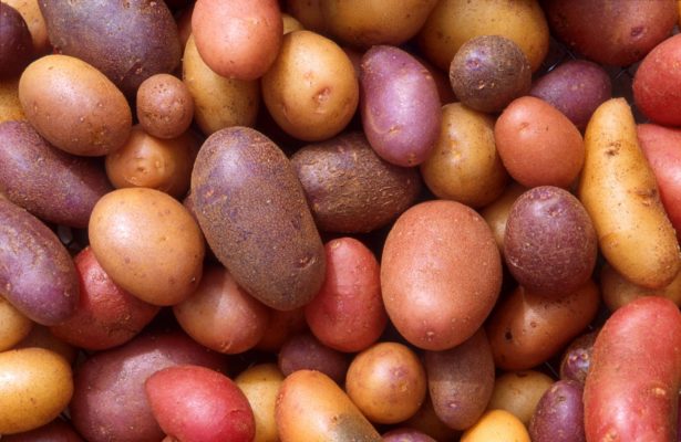 Картошка для зависти соседей: как посадить правильно? Советы опытного огородника