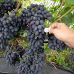 Виноград не боится مدوزов: понятие морозостойкости и особенности выращивания таких сортов