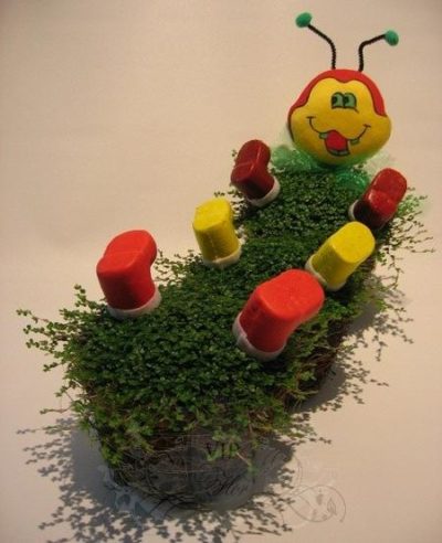 Зеленые соляные шарики: выращивание и уход в домашних условиях
