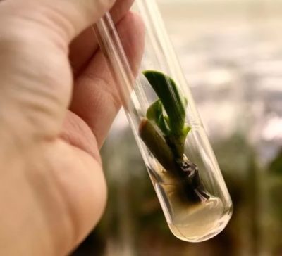 Выращивание орхидей из семян: химера или реальность?