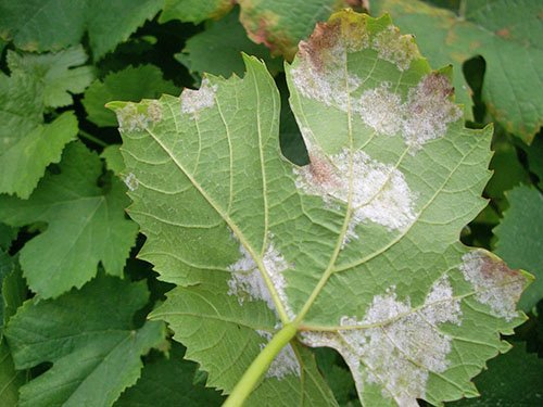 Болезни и вредители винограда: как узнать, излечить, предотвратить