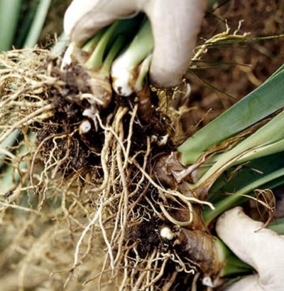 Размножаем каланхоэ: инструкция по черенкованию, делению и выращиванию из семян