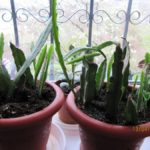 Кактус – нетребовательное и пышно цветущее растение для домашнего сада