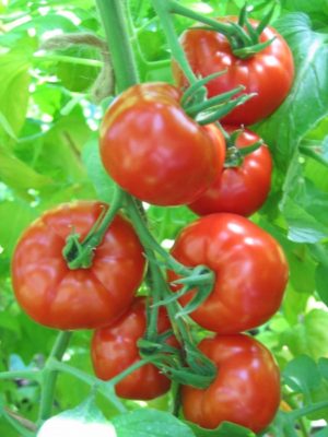 Энерго - помидоры с крупными плодами, а не стеблем!