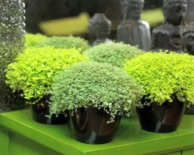 Зеленые соляные шарики: выращивание и уход в домашних условиях