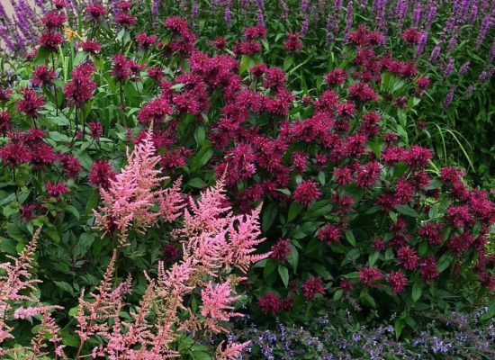 Цветок с применением цитрусового аромата: 35 фото удачного монарды в саду