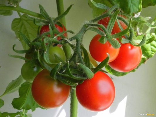 Томат Балконное чудо — получаем помидоры не выходя из дома!