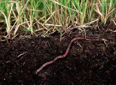 Исследование враждебных вредителей и заболеваний газона: как защитить свою траву в неравной битве?