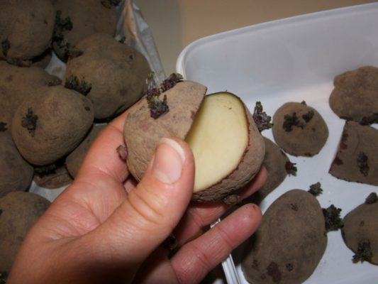 Картошка на зависть соседям: как правильно посадить? Советы опытного садовода