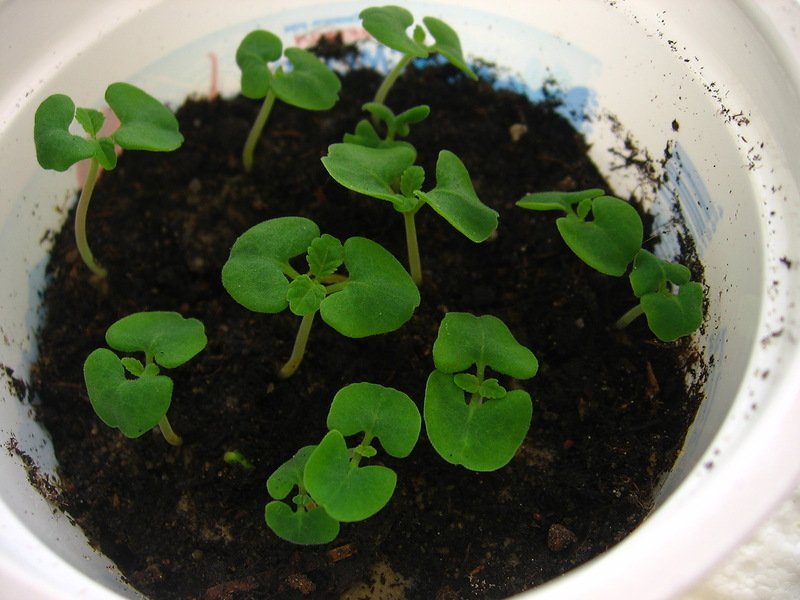 Секреты выращивания сальвии из семян: как получить здоровую рассаду