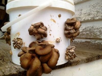 Грибные поляны: использование живых и искусственных грибов в дизайне участка