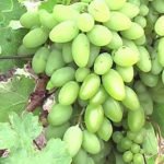 Виноград не боится морозов: понятие морозостойкости и особенности выращивания таких сортов