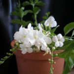 Дуранта: как вырастить «небесный цветок»