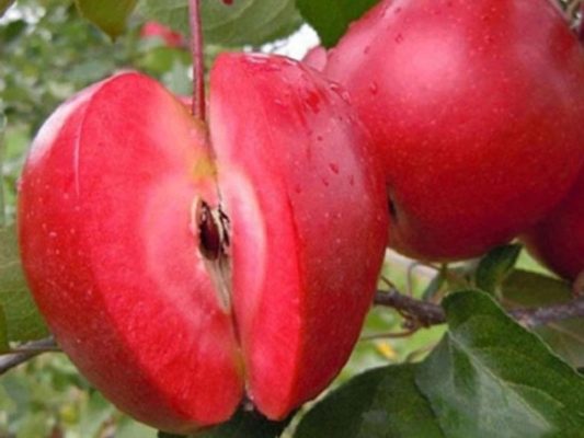 7 уникальных сортов яблок, которые можно вырастить в своем саду