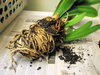 Эпифиллум – неприхотливое и цветущее растение для домашней оранжереи