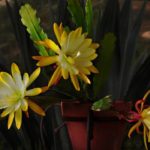 Эпифиллум - неприхотливое и цветущее растение для домашней оранжереи
