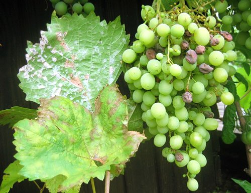 Болезни и вредители винограда: как узнать, излечить, предотвратить