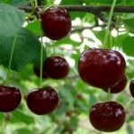 Вишневый сад: сорта и виды вишни