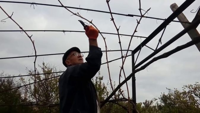 Весенняя обрезка винограда: технология и особенности для регионов
