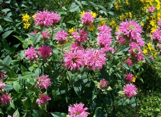 Цветок с применением цитрусового аромата: 35 фото удачного монарды в саду