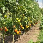 Как правильно подвязать помидоры в открытом грунте: инструкция и фото