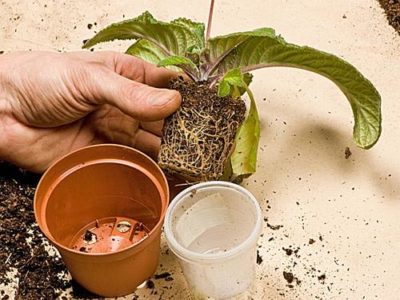 Стрептокарпус – выращиваем африканский «колокольчик» на подоконнике
