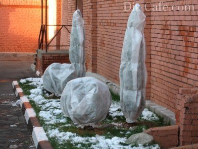 Зимняя спячка хвойных: как уберечь растения от заморозков