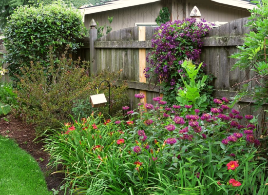 Цветок с использованием цитрусового аромата: 35 фотографий удачной бальзам-рододендрона в саду