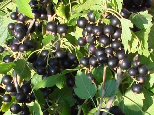 Правильное подрезание черной смородины весной гарантирует хороший урожай