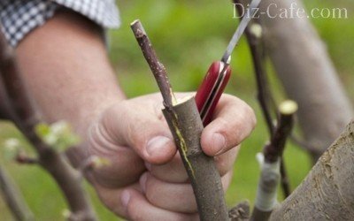 Прививка фруктовых деревьев: обзор лучших методов скрещивания деревьев