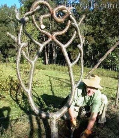 Дачный дизайн с экзотикой: техника создания елочных скульптур из деревьев