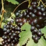 Виноград не боится морозов: понятие морозостойкости и особенности выращивания таких сортов