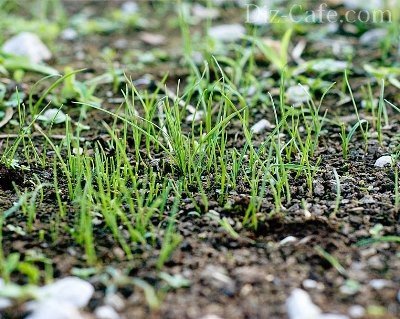 Как посадить траву, чтобы получить хороший газон?