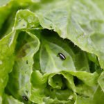 Успешные способы выращивания листового салата и инструкции к ним