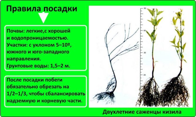 Как вырастить сердолик в Беларуси