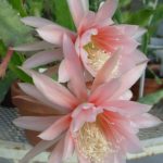Эпифиллум - неприхотливое и цветущее растение для домашней оранжереи