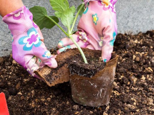 Посадка арбузов в теплице: подготовка почвы и семян, уход за растением