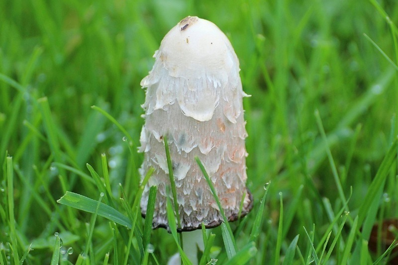Какие необычные грибы действительно съедобны