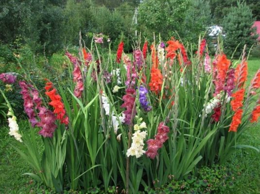 Прекрасный цветок на клумбе: 25 снимков гладиолусов в ландшафтных композициях
