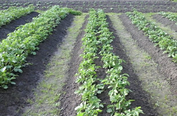 Картошка на зависть соседям: как правильно посадить? Советы опытного садовода