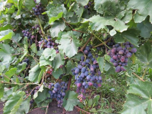 Галия – раннеспелый сорт винограда с вкусными ягодами