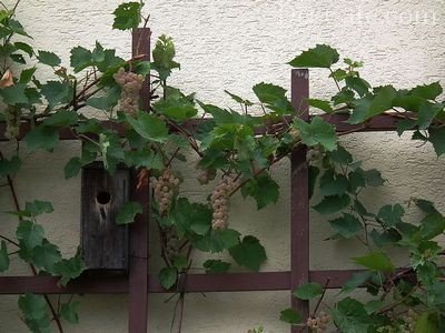 Решетка для винограда своими руками: как сделать опоры для виноградника