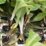 Способы выращивания листового салата и инструкции