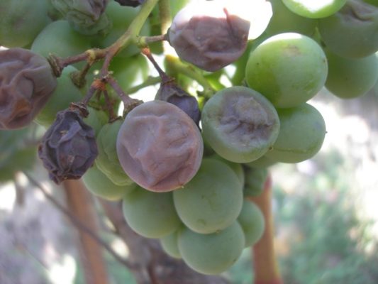 Обработка винограда железным купоросом: борьба с болезнями и меры профилактики
