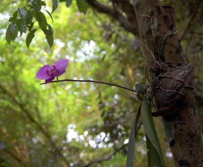 Создание орхидеи из семян: фантазия или реальность?