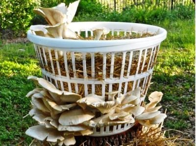 Грибные поляны: использование живых и искусственных грибов в дизайне участка
