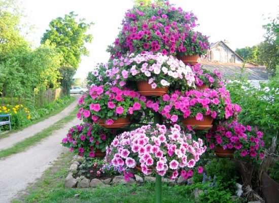 Декорируем сад петуниями: 50 отличных вариантов дизайна сада