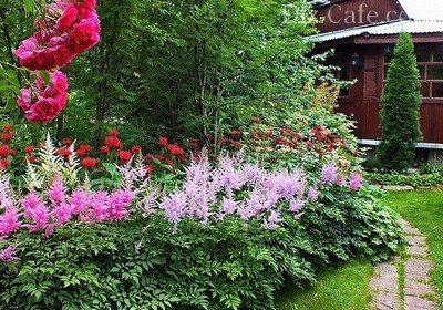 Астильба – любимица тенистых садов – правила высадки и рекомендации для ухода